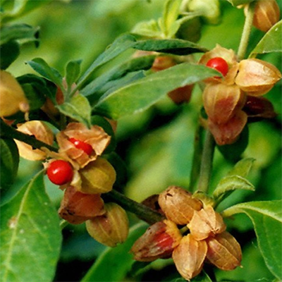 Ashwagandha