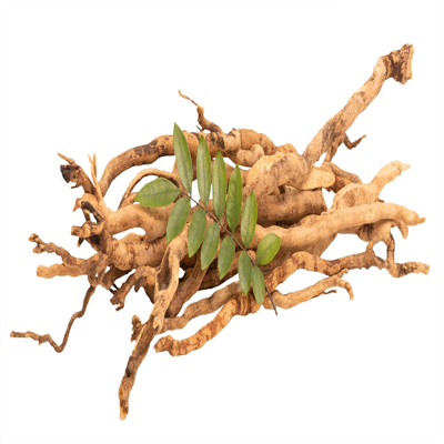 Eurycoma root